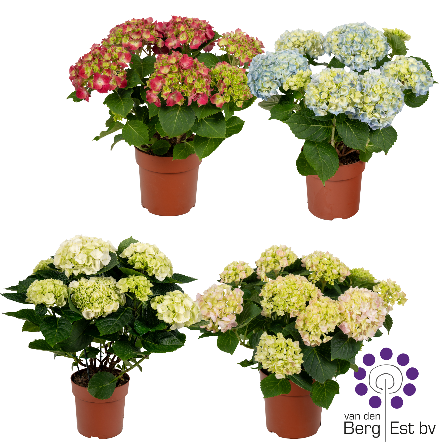 Hydrangea mix 5/6 flowers, D 14