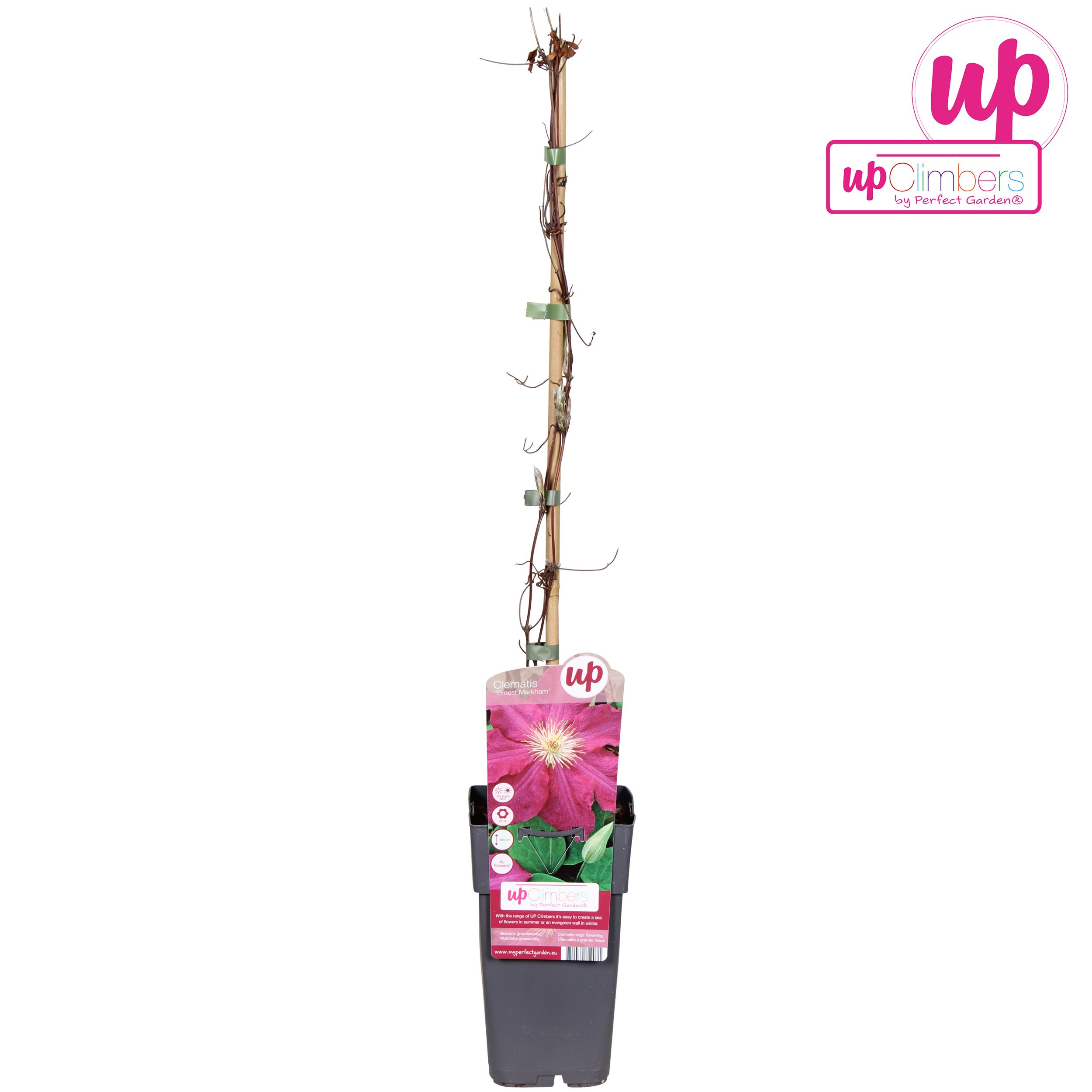 Clematis Ernest Markham P15, D 15
