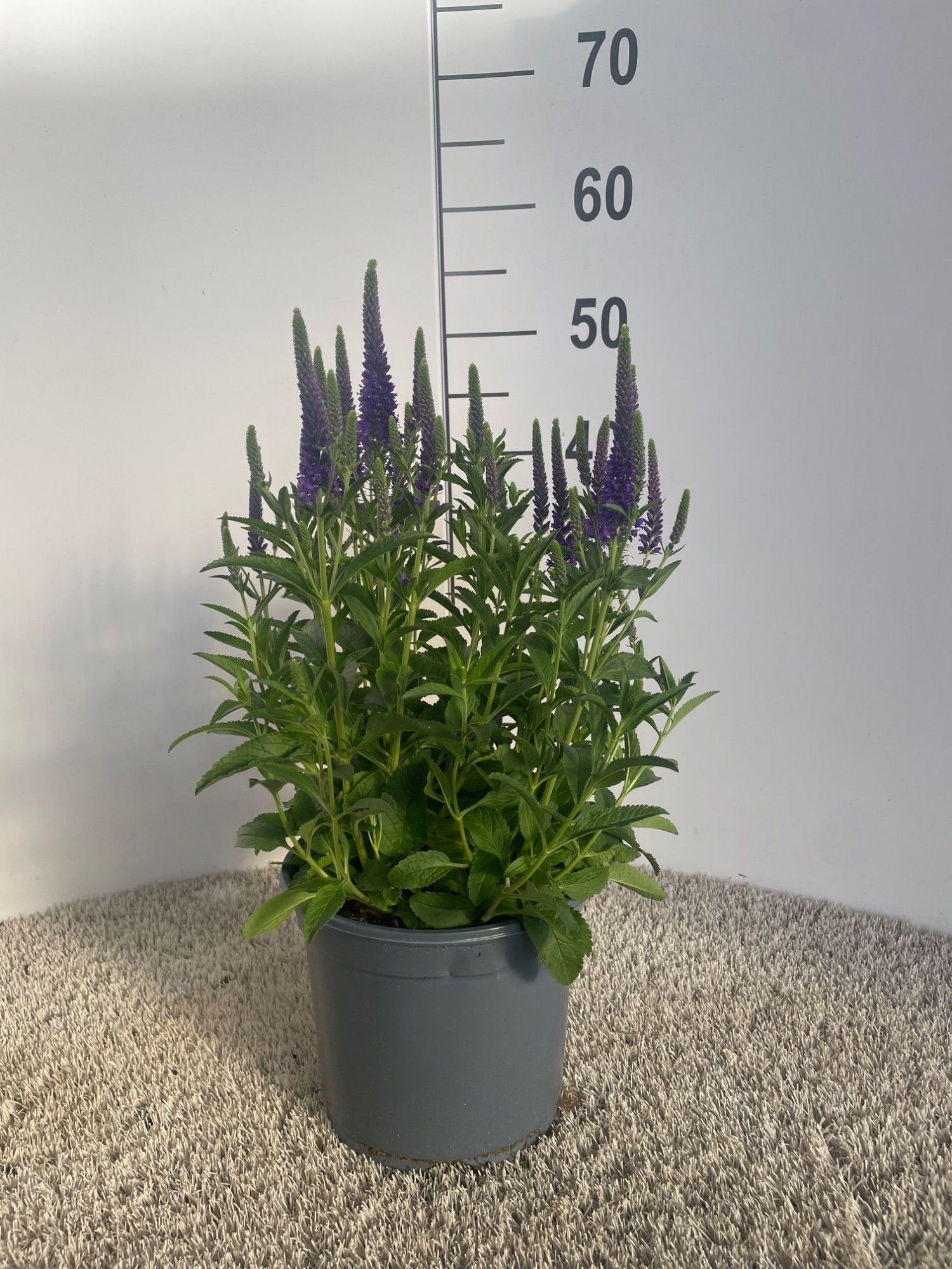 Veronica spicata, verschillende kleuren, D 19