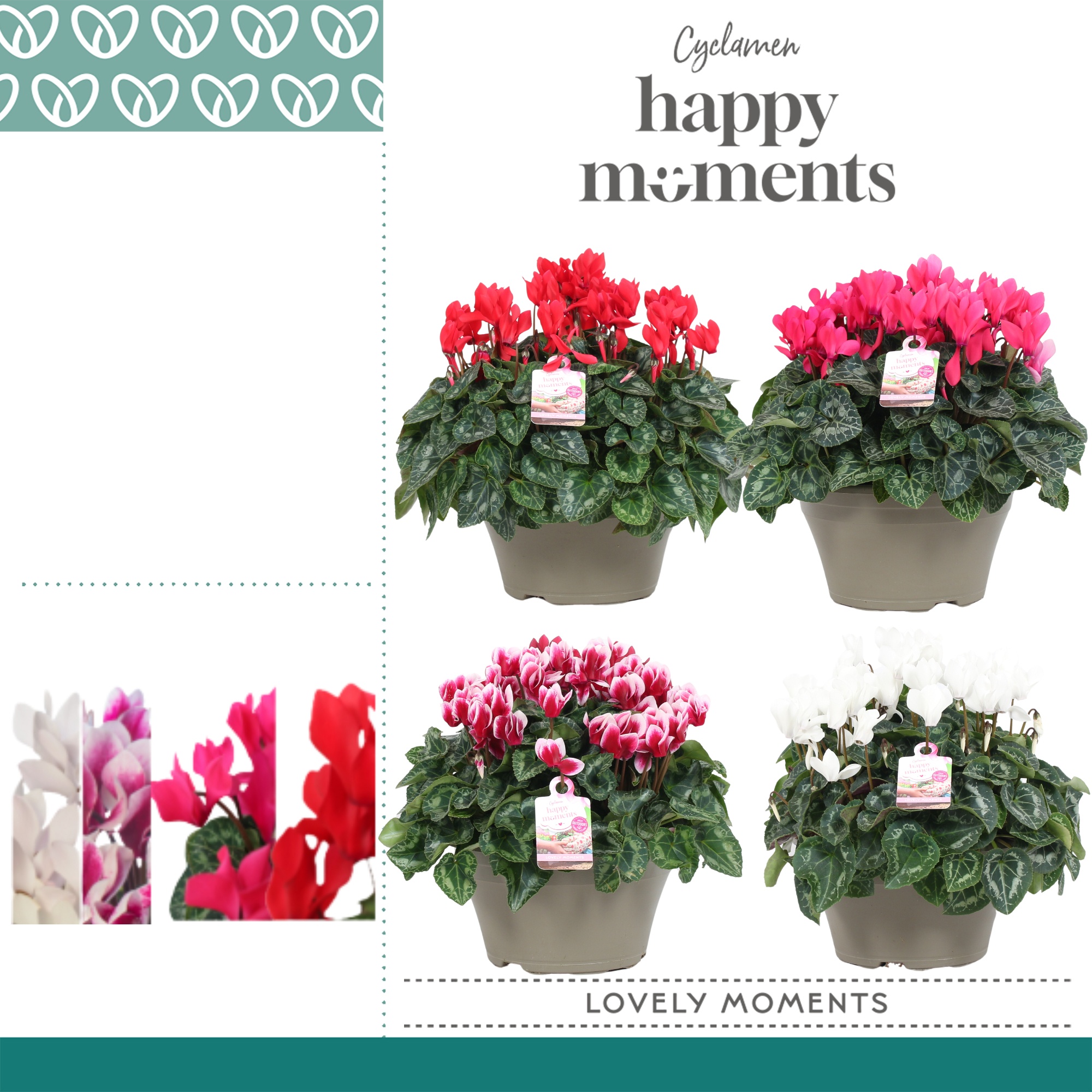 Cyclaam Garden Mix Schaal Taupe, D 22 cm