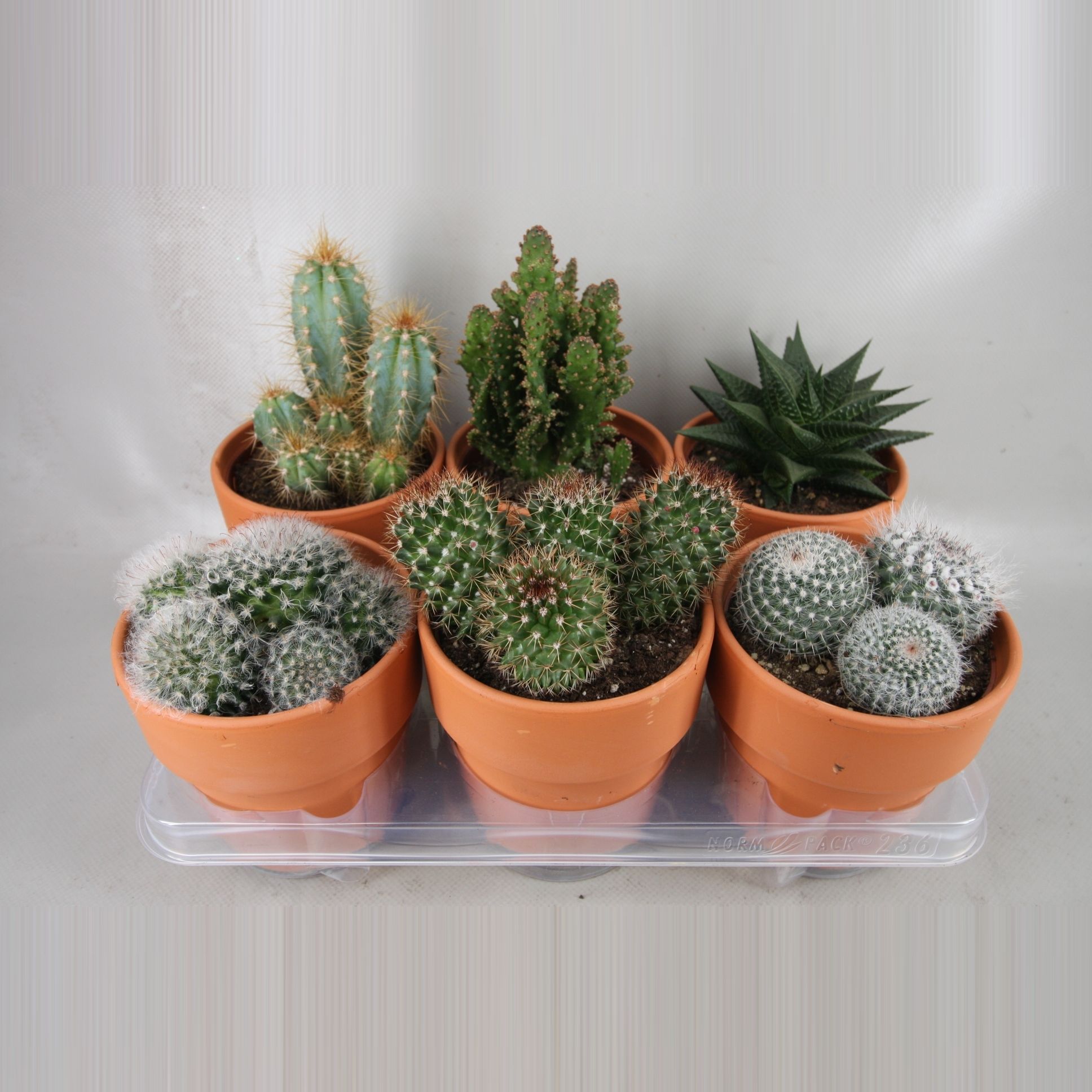 118 Rozenpot cactus 12 cm, D 13 cm