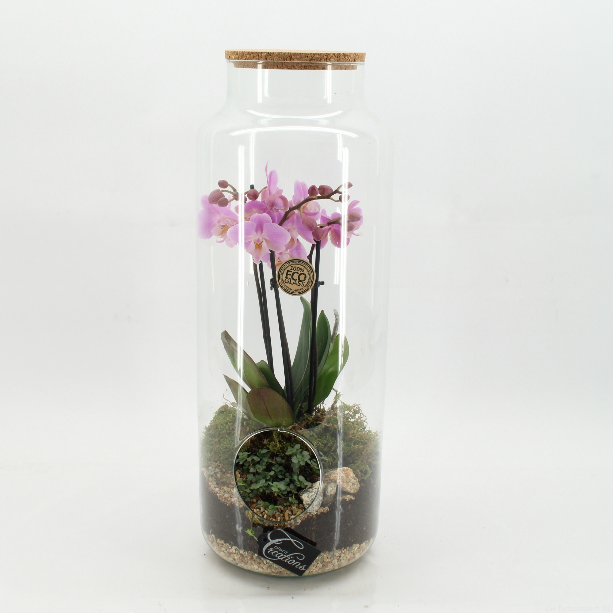PHAL-2613RZ Phalaenopsis creatie terrarium, D 19