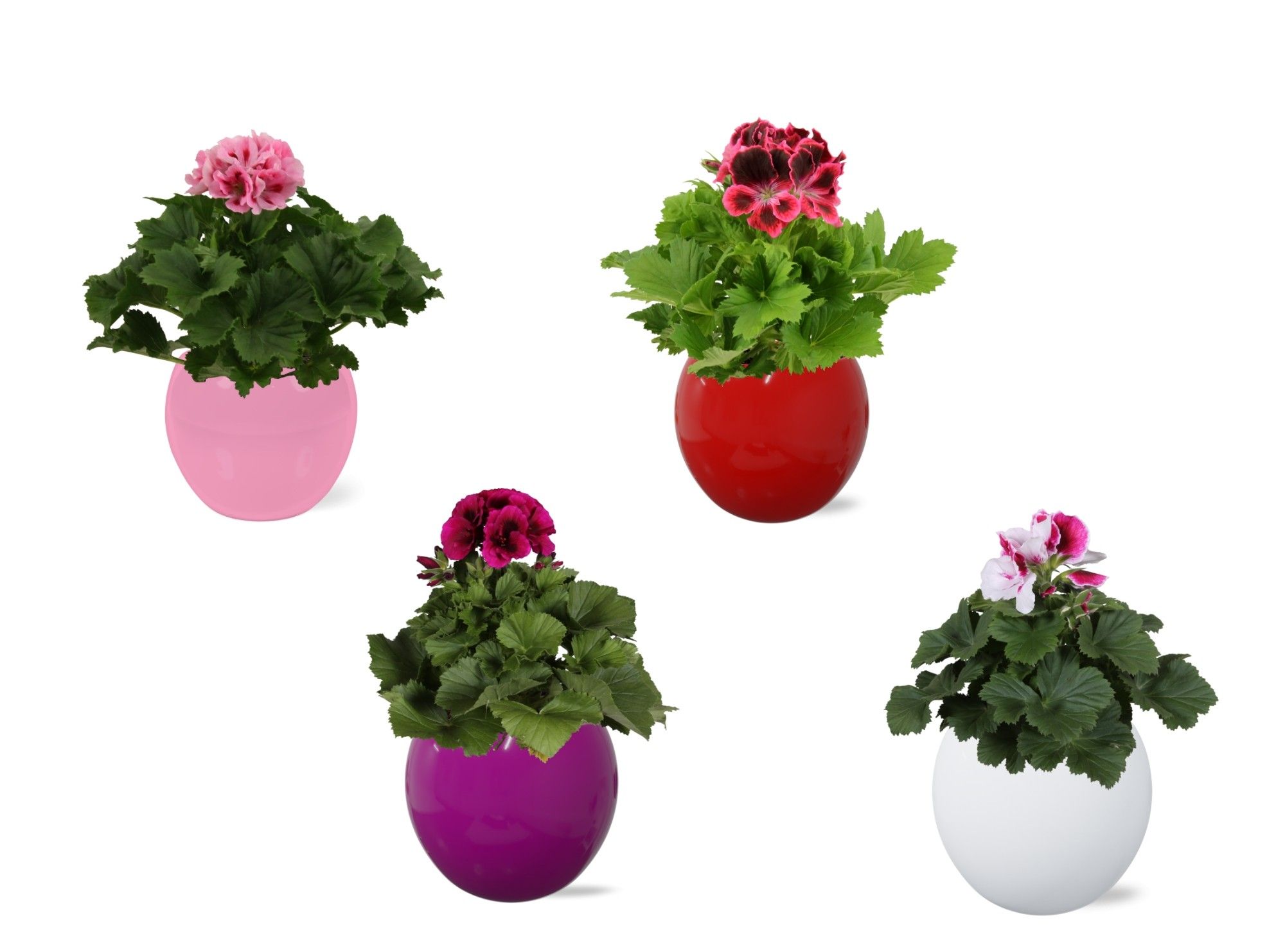 Pelargonium Grandiflorum in gekleurd 'Lisa' keramiek, D 12