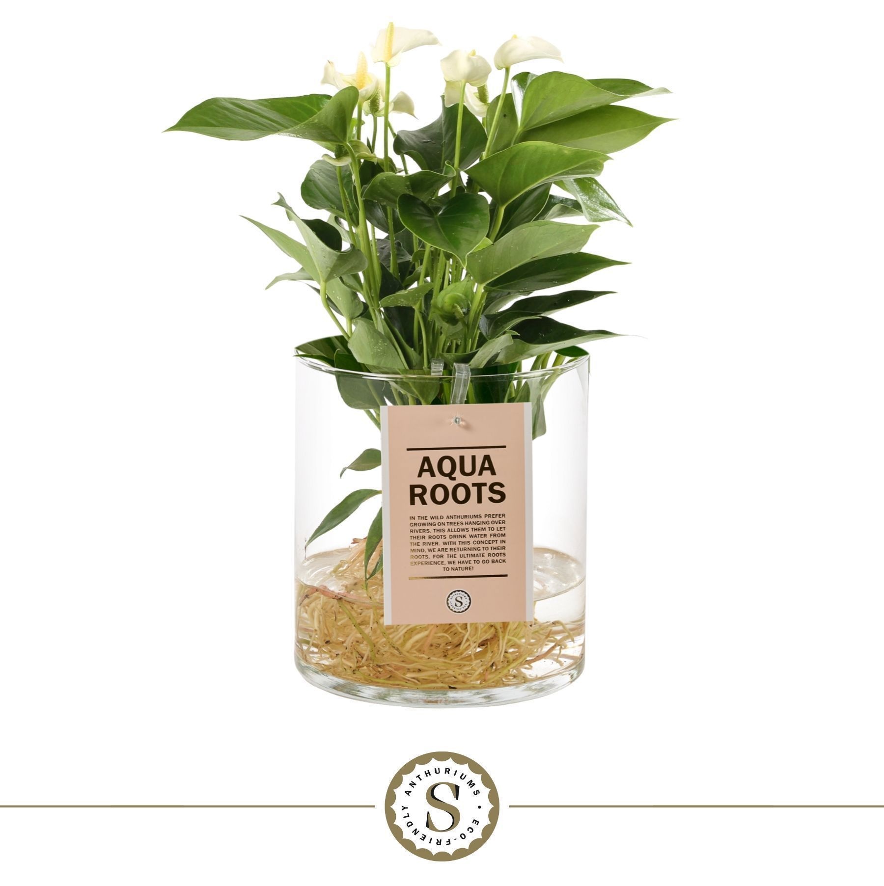 Aqua Roots Cilinder Straight - White, D 12