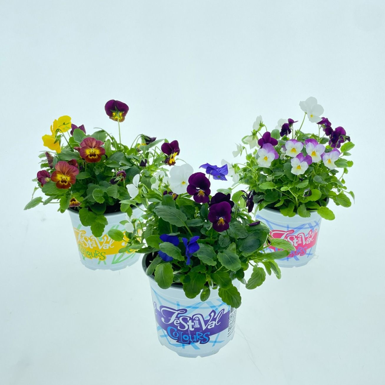 P12 Festival Colours Viola Cornuta, D 12 cm