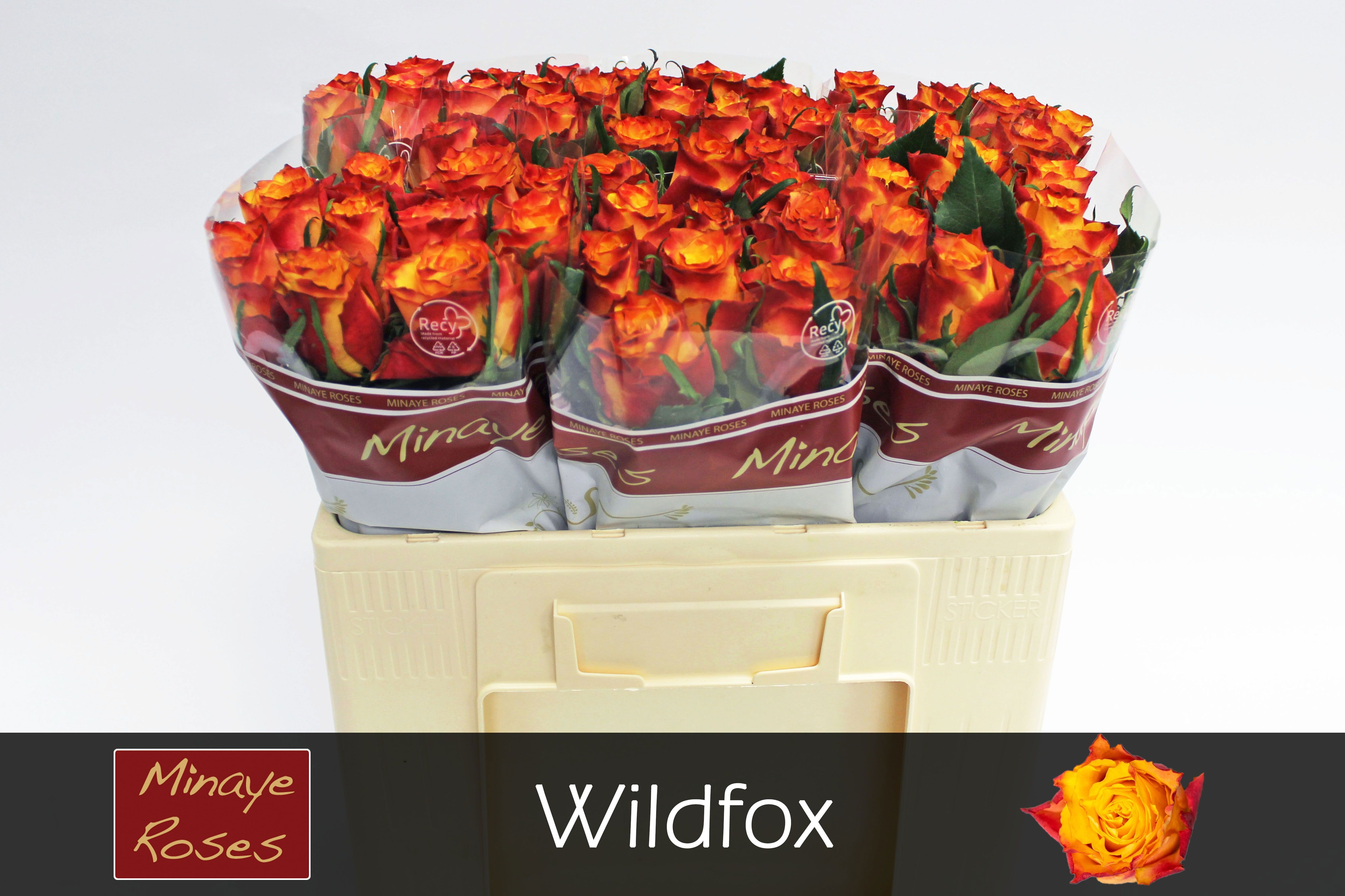 Роза од. Вайлдфокс 50, шт.