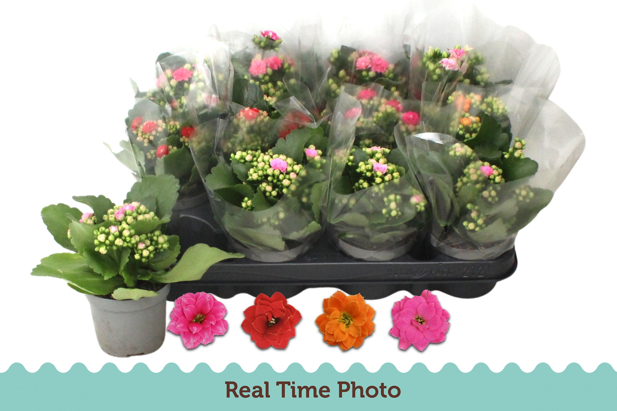 Kalanchoe Double Mix 4 kleuren, D 9 cm