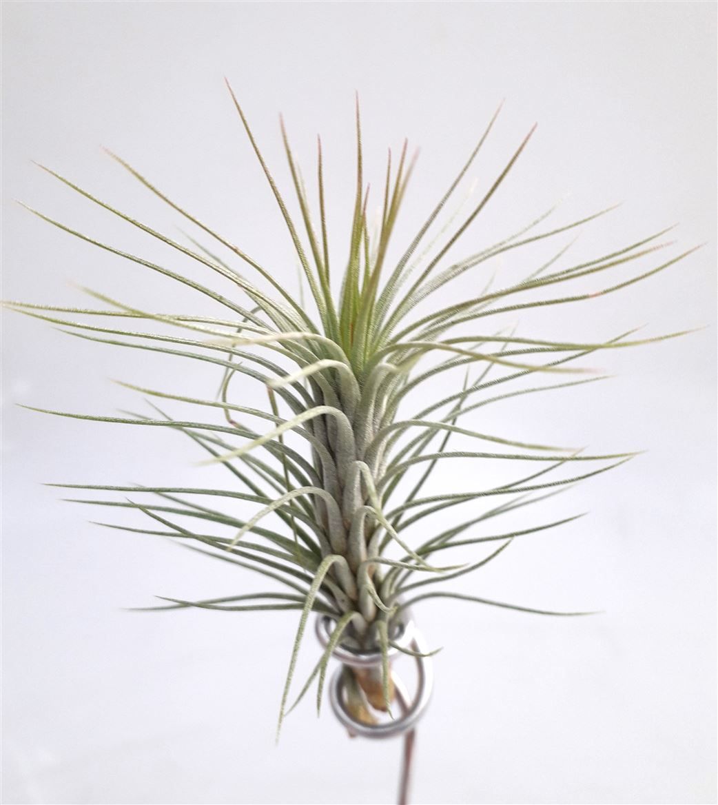 Tillandsia 'Funckiana', D 10