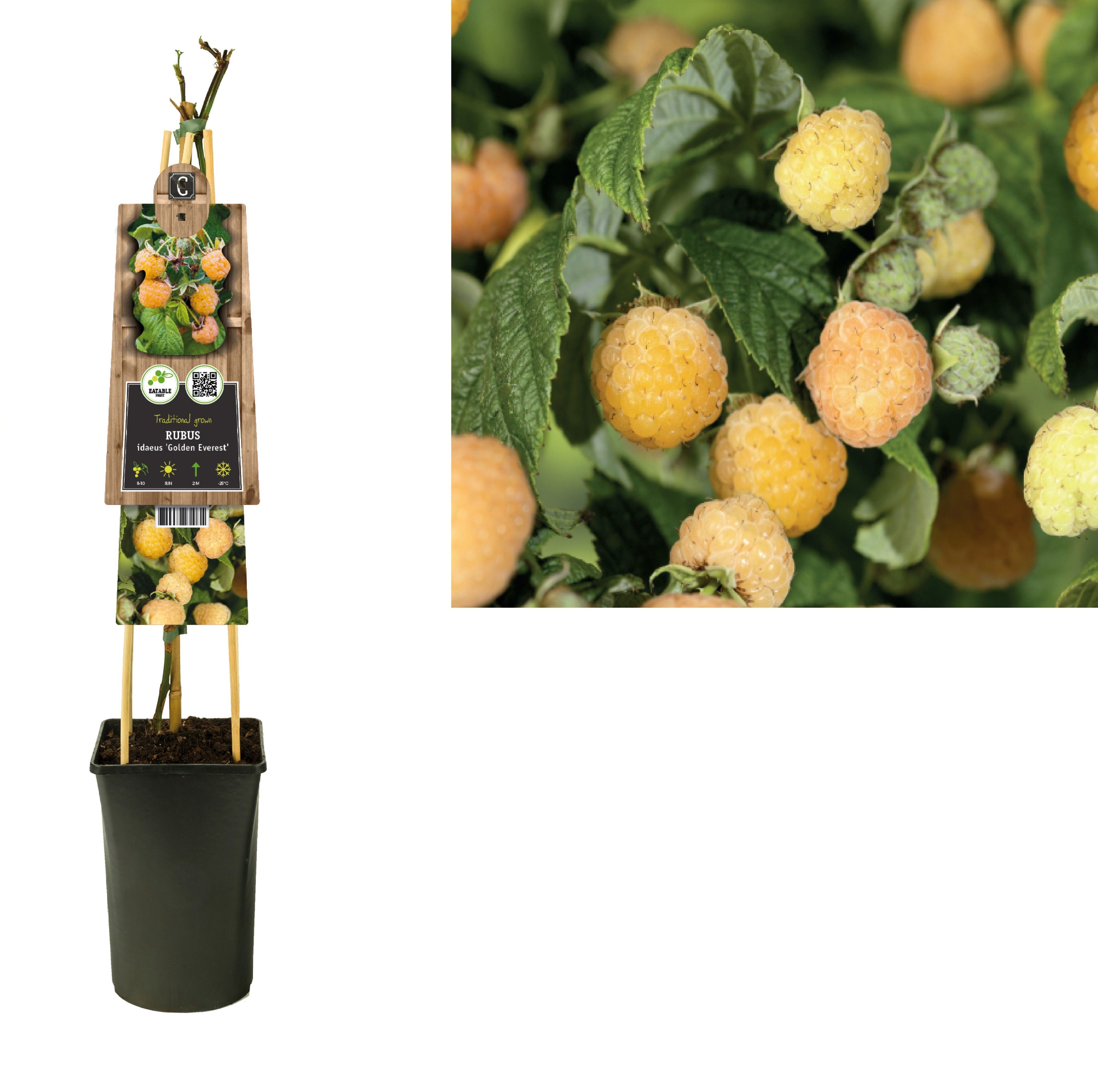 Rubus idaeus 'Golden Everest' +3.0 label, D 17