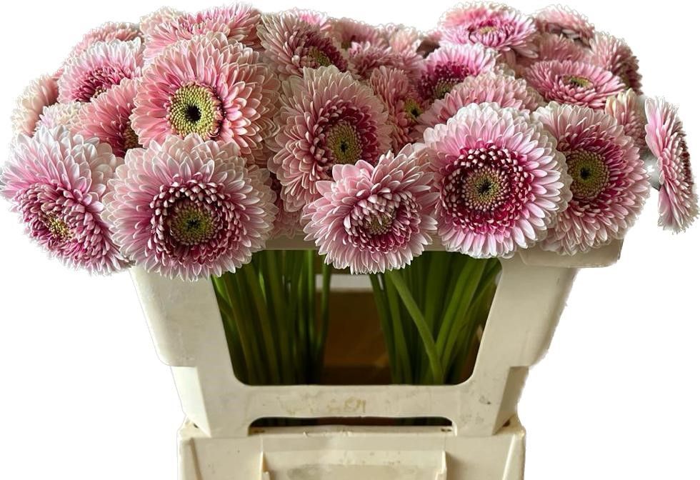 Гермини Помпон Камилла, шт.