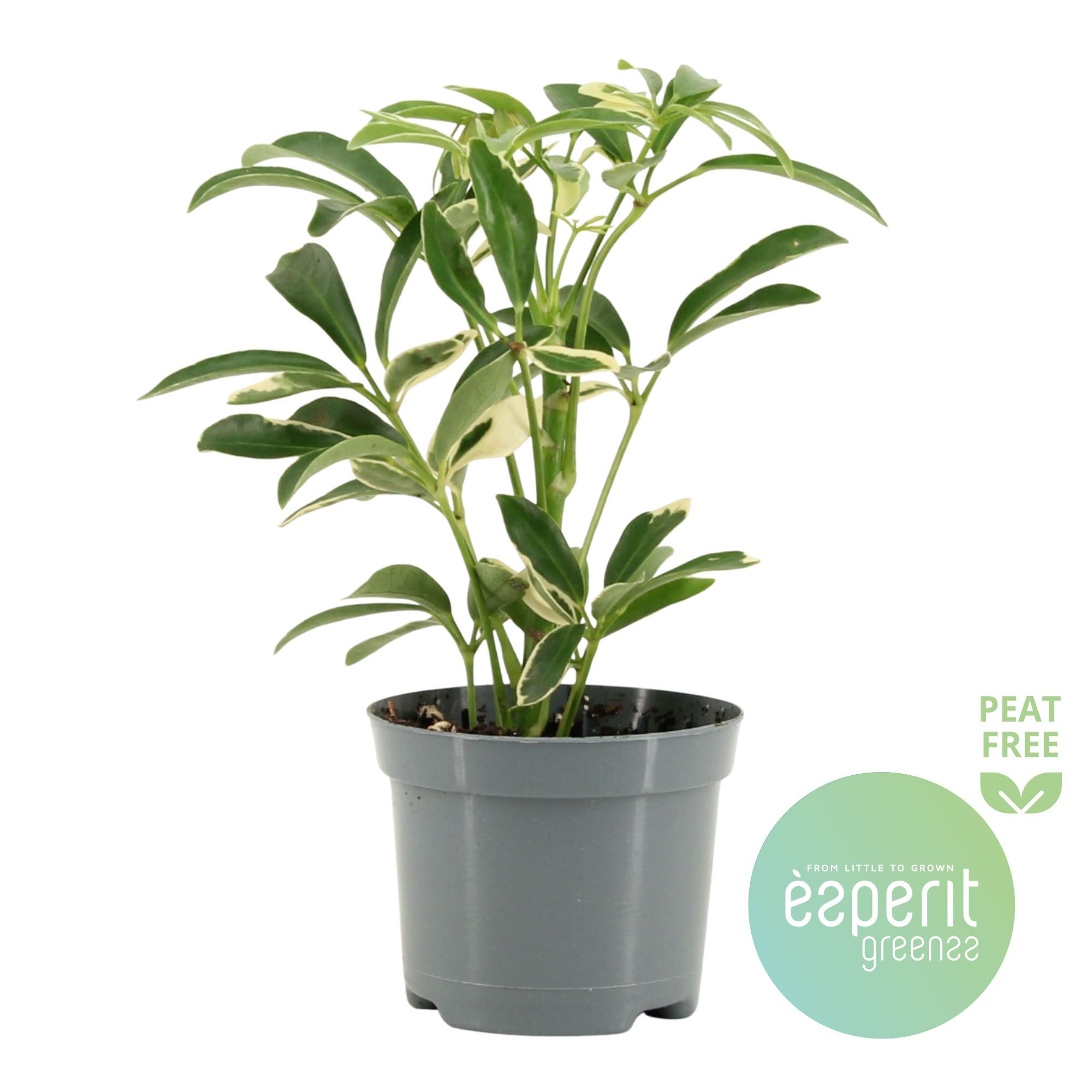 Schefflera Moondrop, D 8,5 cm