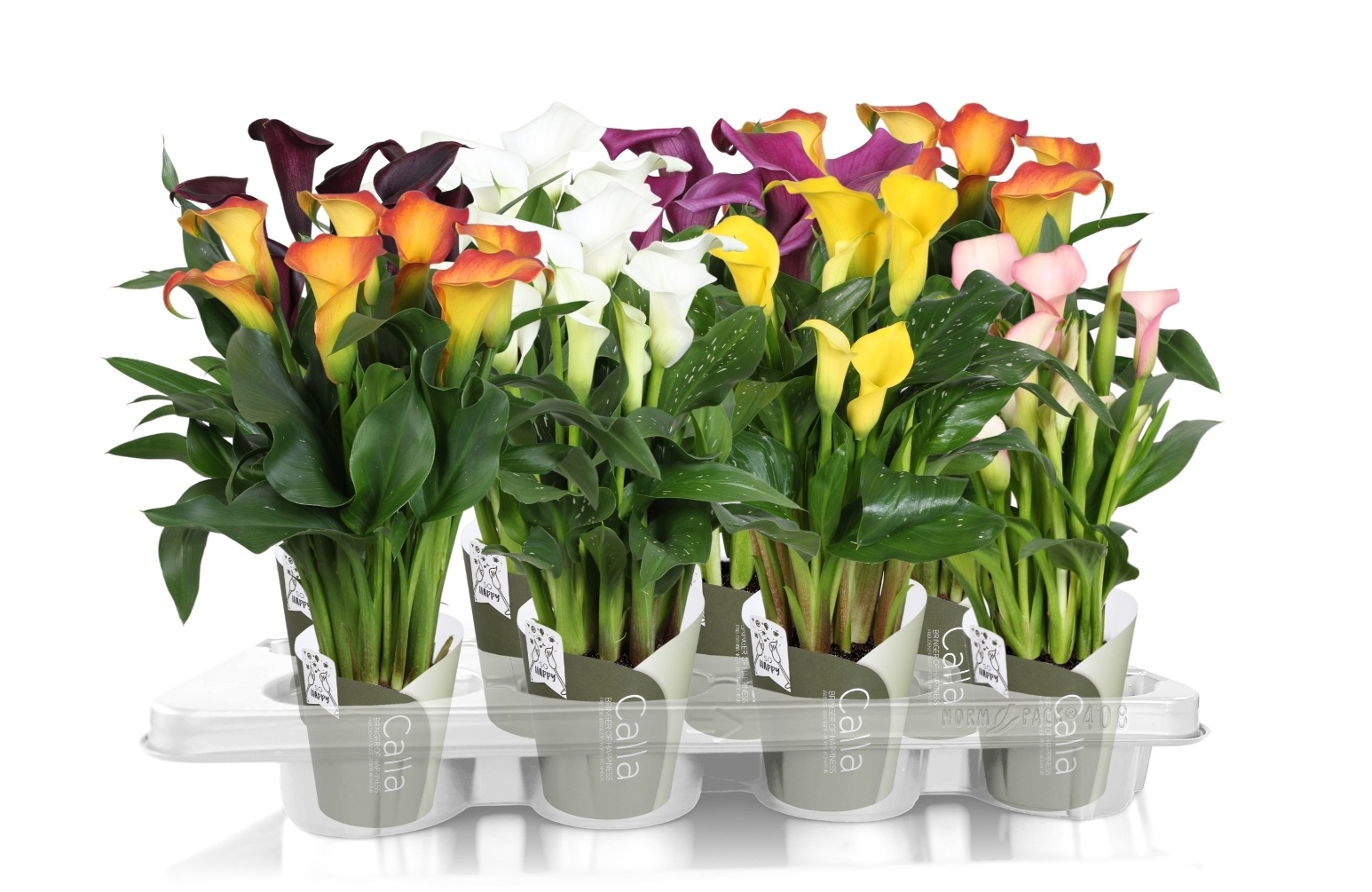 Zantedeschia gemengd SoHappyCalla mix met groene potcover, D 13