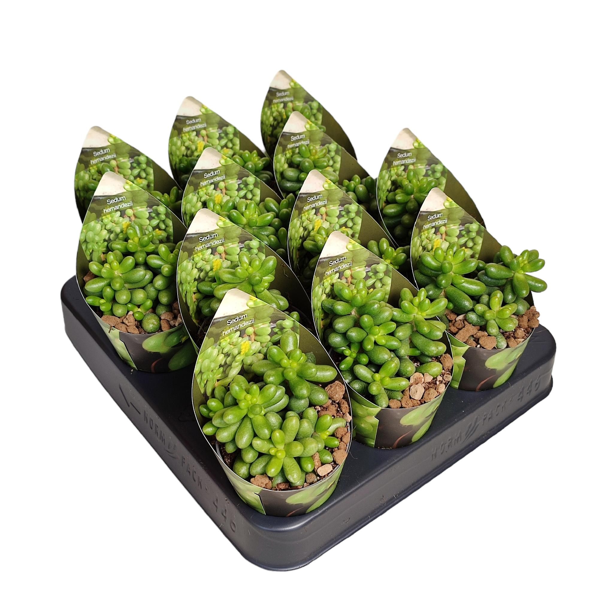 SEDUM HERNANDEZII - POT Ø 6,5 WITH POTCOVER (SUCCULENTEN), D 6,5