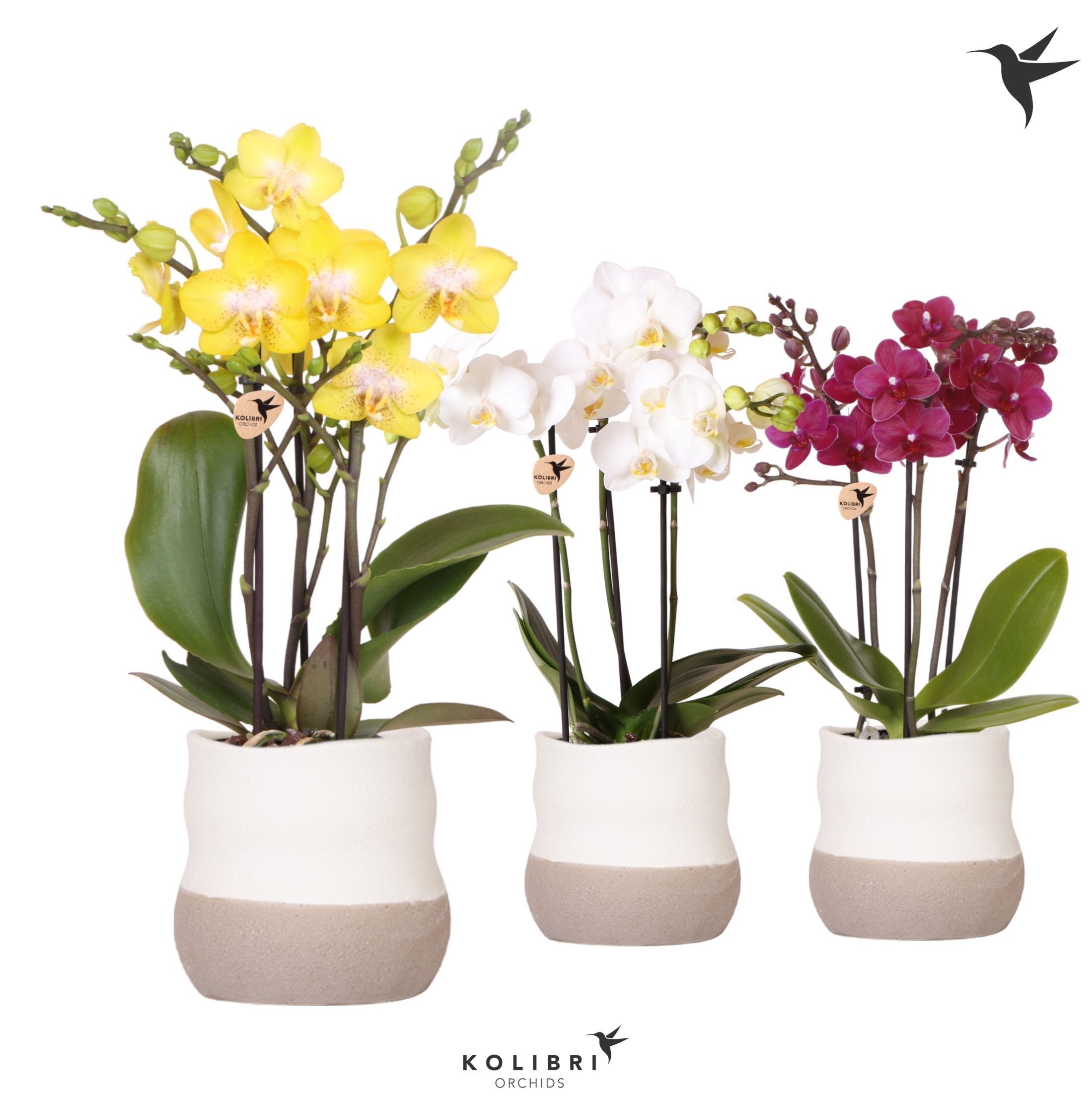Kolibri Orchids Phalaenopsis mix 3 spike in Imperfect Bag pot, D 9
