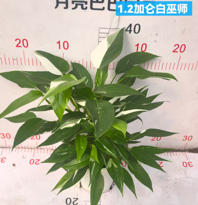 Филодендрон 1.2 Галлон Вайт Визард 18 40