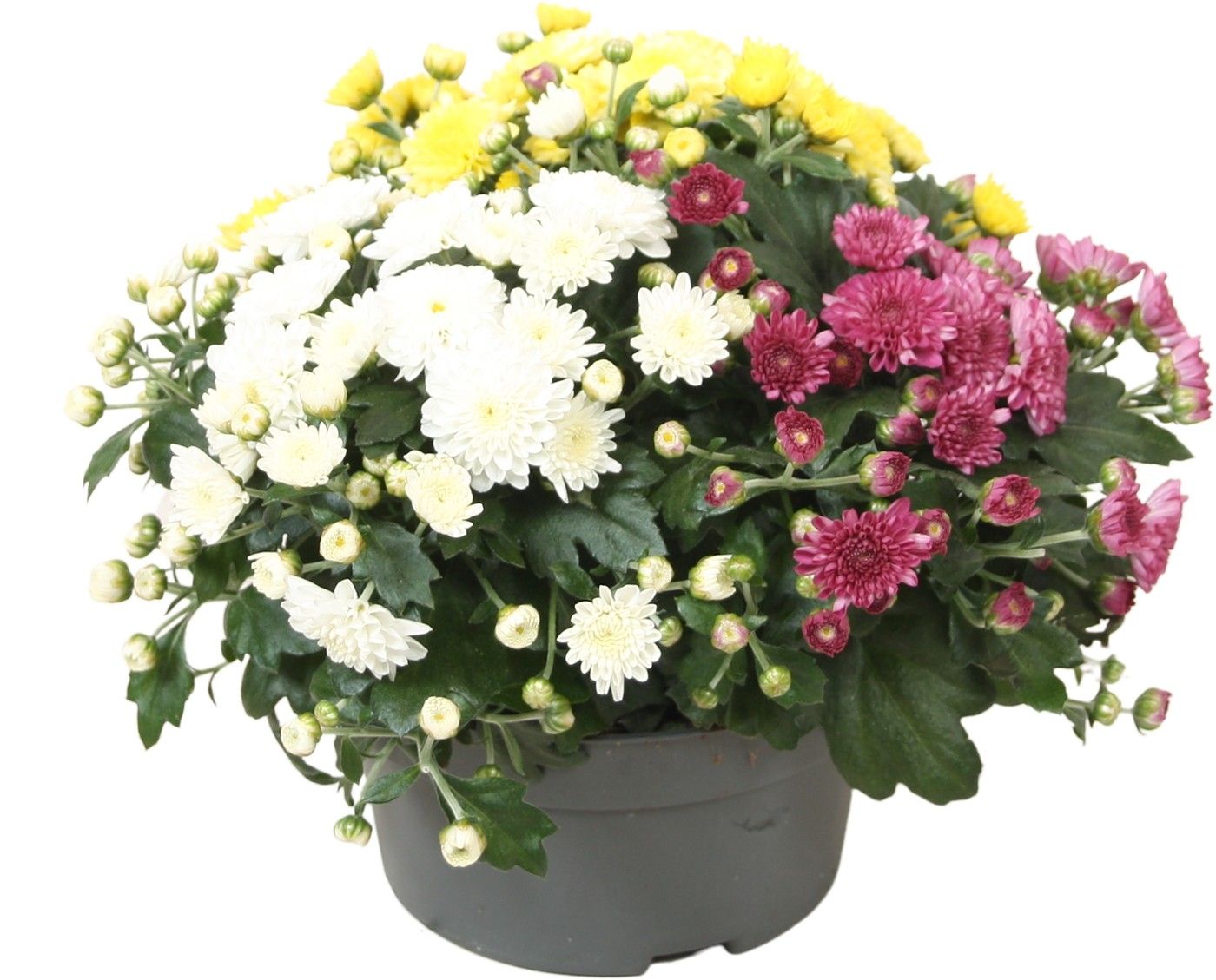 Chrysant 'Biedermeier' Carnaval, D 13