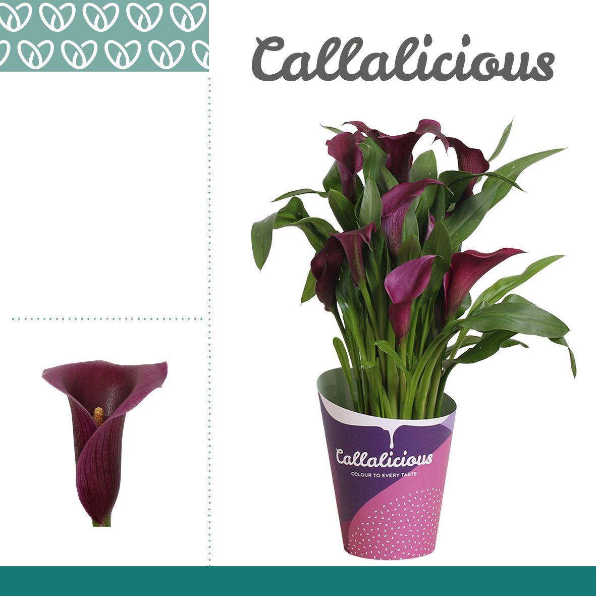 Zantedeschia (Calla) Paars in Potcover ton-sur-ton, D 12