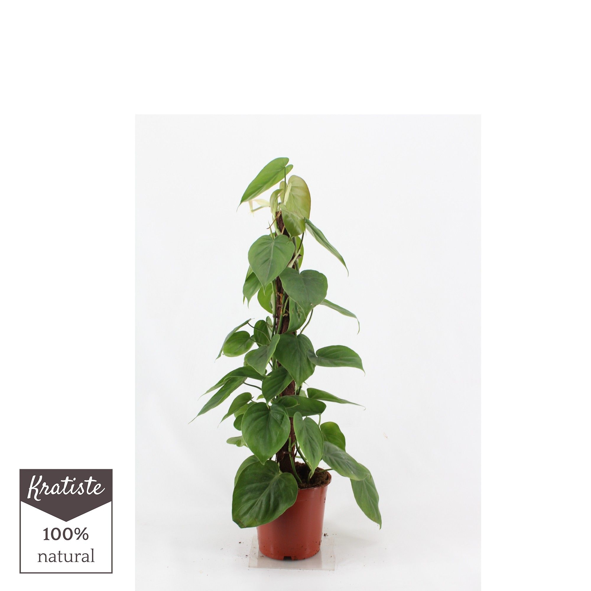 Philodendron scandens Kratiste 80 klimstok, D 19