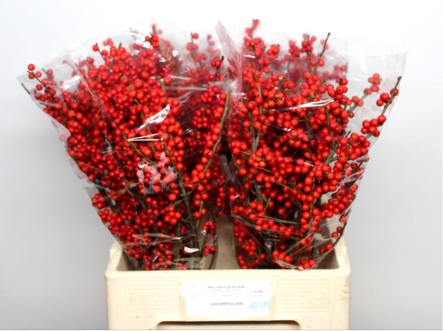 Илекс Красные ягоды 60, шт.