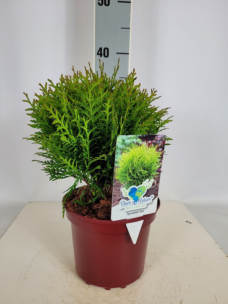 Thuja occidentalis 'Danica' C2 15-20, D 17