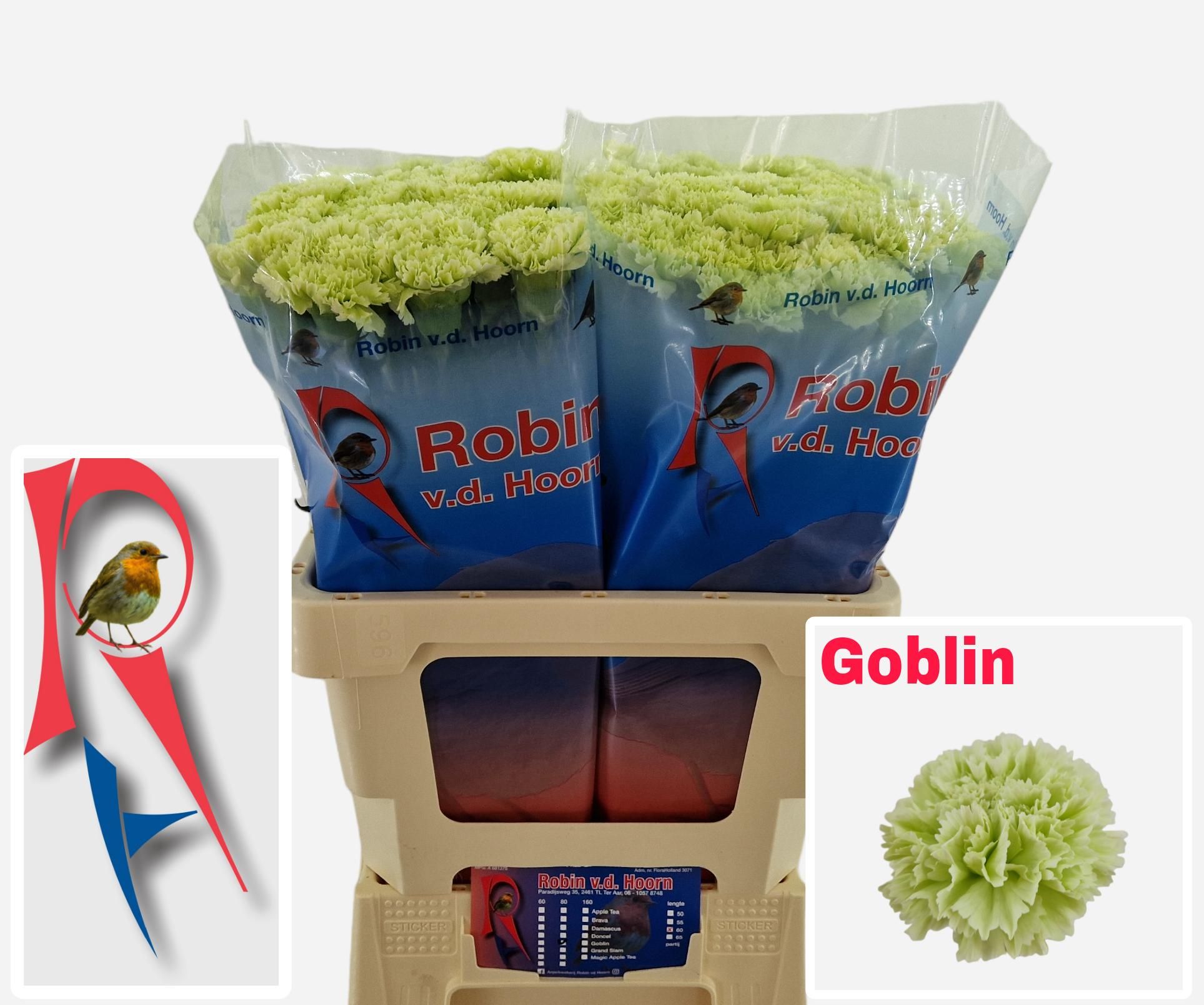 Диантус од. Гоблин, шт.