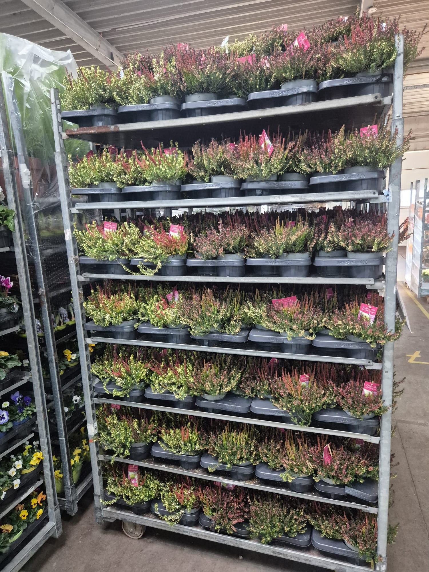 Erica Carnea Winter Crown T13, D 13