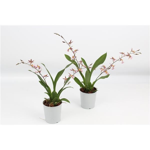 Oncidium p09 Titanium Treasure 2T, D 9