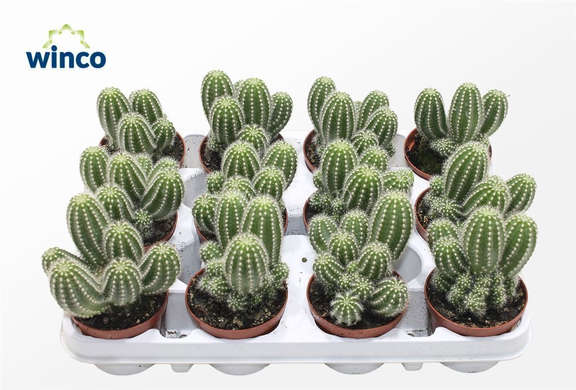 Trichocereus Huascha (group), D 8,5