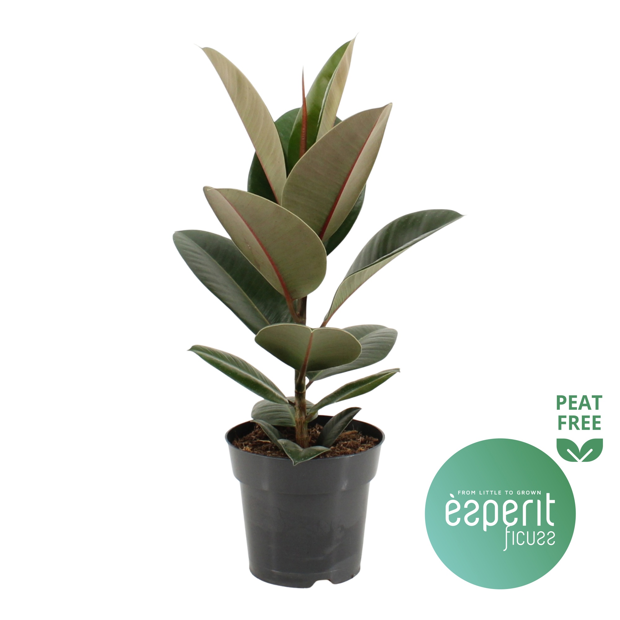 Ficus elastica Robusta, D 17