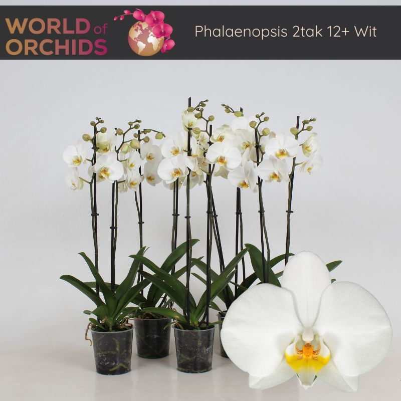 Phalaenopsis Wit 2 tak, 12+ Bloem, 60 cm, D 12