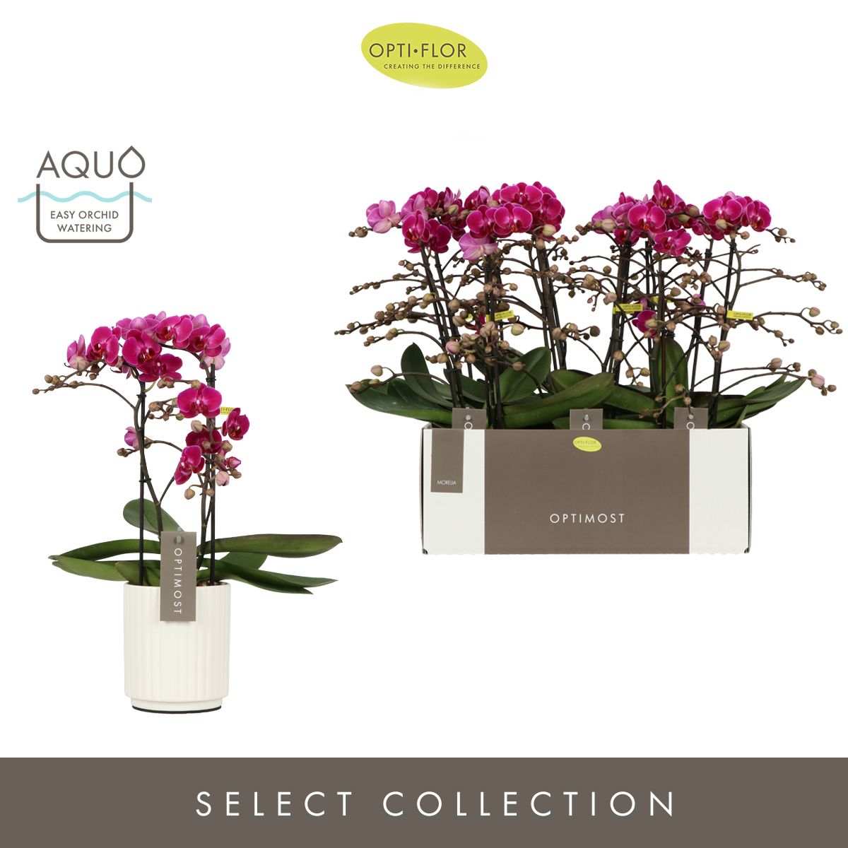 Optimost Morelia 2 spike in Molise White Aquo, D 12 cm