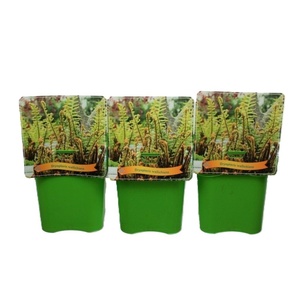 Dryopteris wallichiana C5, D 21 cm