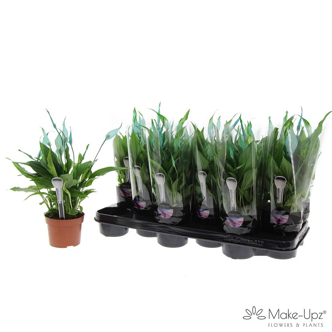 Spathiphyllum 10,5 cm Make Upz aqua, D 10,5