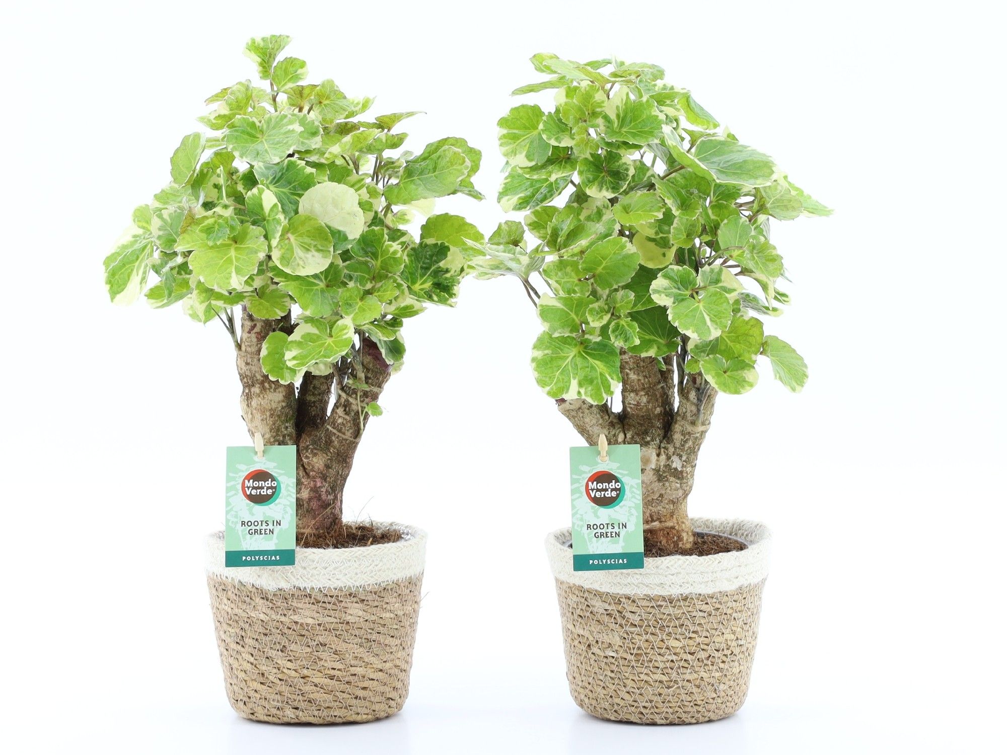 Polyscias Balfouriana in Noah Korb, D 14