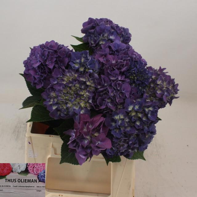 Гортензия Родео Перпл 40, шт.