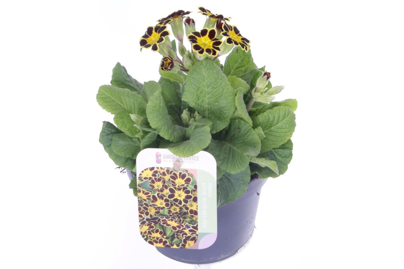 Primula elatior Mister Gold Laced, D 13