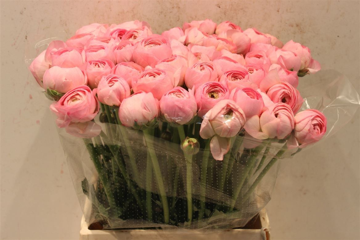 Ранункулус Саксесс Венере 40, шт.