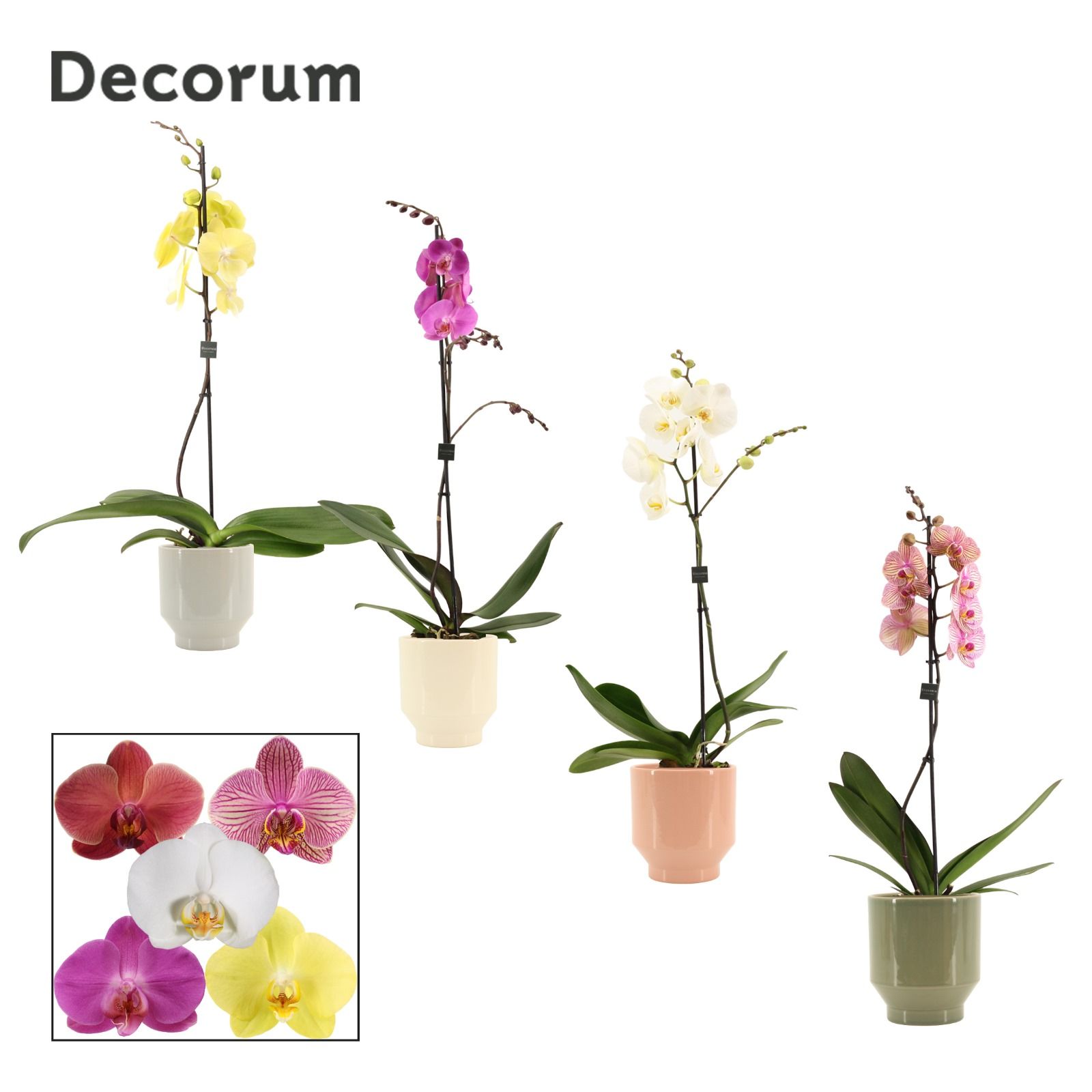 Phalaenopsis 1 tak 9+ mix in Pato (Deco-collection), D 12 cm