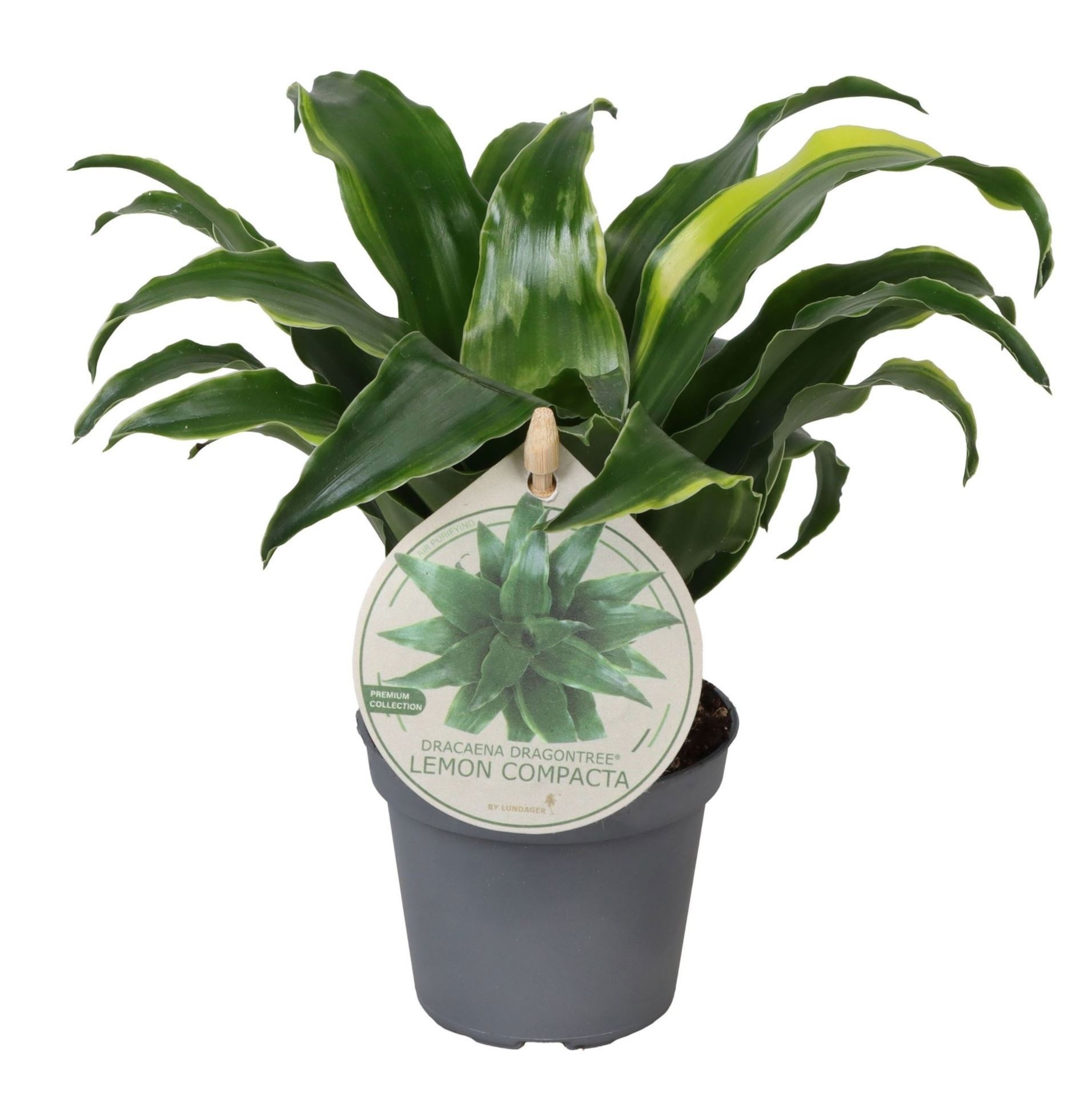 Dracaena Dragontree� Lemon Compacta W. Label 6 cm, D 6