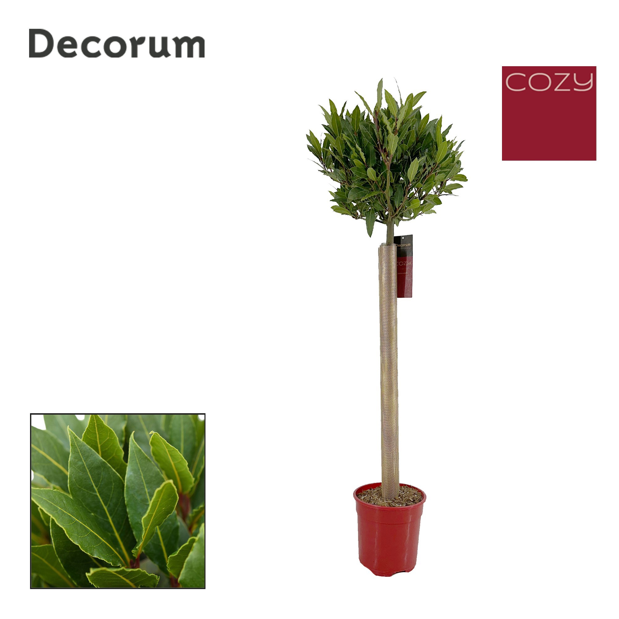 Laurus nobilis Bol op stam, D 20