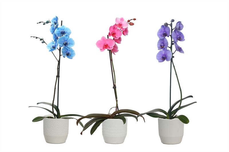 Tirza p12 vanille mix Phal I am mix 1T09+, D 12