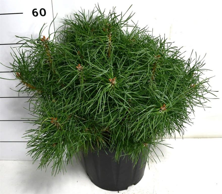 Pinus sylv. Blue Pearl, D 32 cm