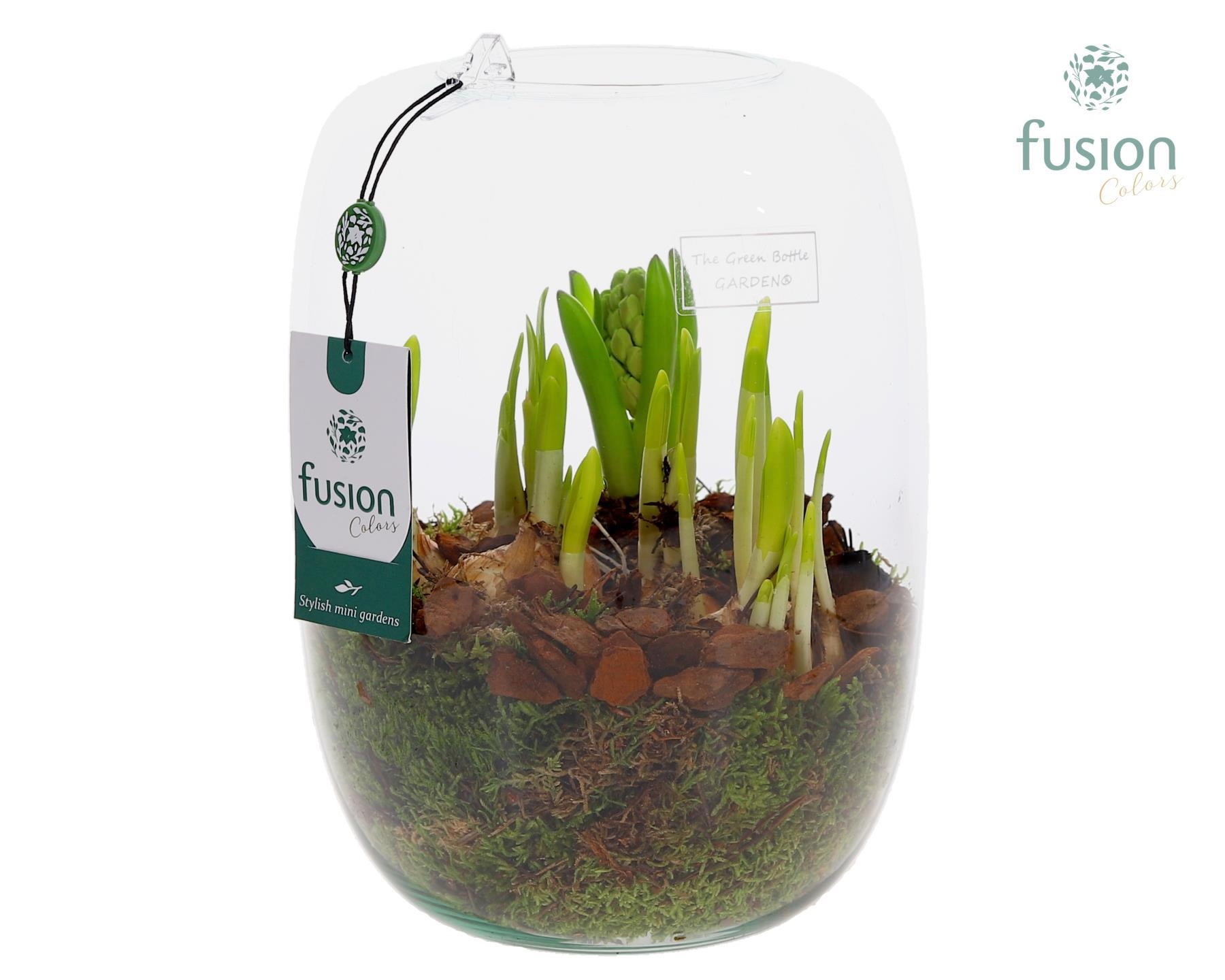 Green Bottle Isabella Large met Bollen mix, D 19