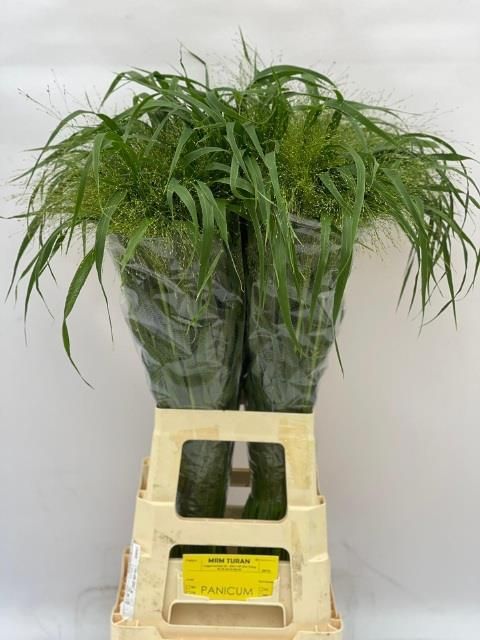 Паникум Фонтейн 80, шт.