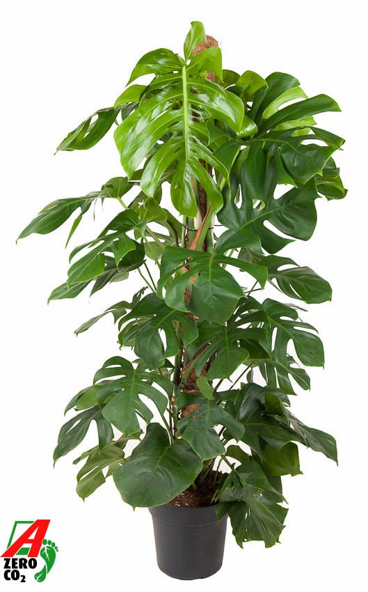 Monstera Deliciosa Mosstok P27, D 27
