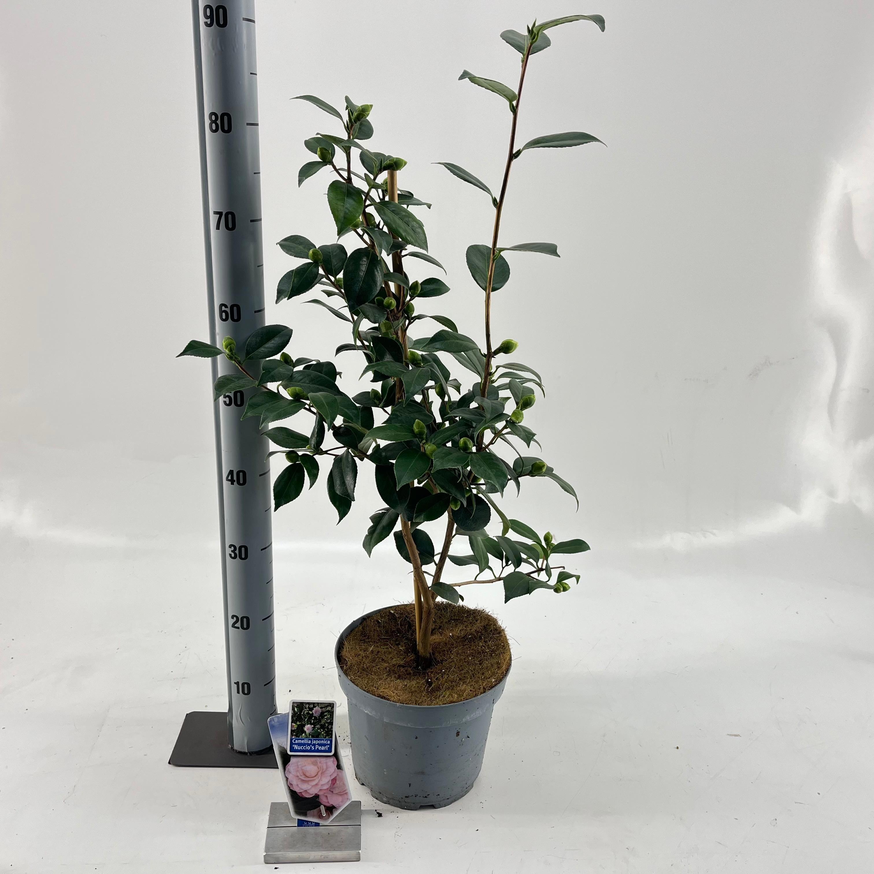 Camellia japonica 'Nuccio's Pearl', D 23