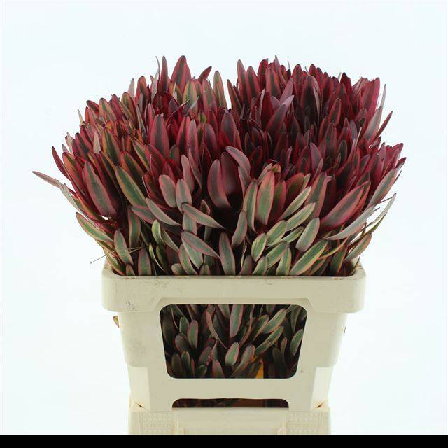 Леукадендрон Джестер 60, шт.