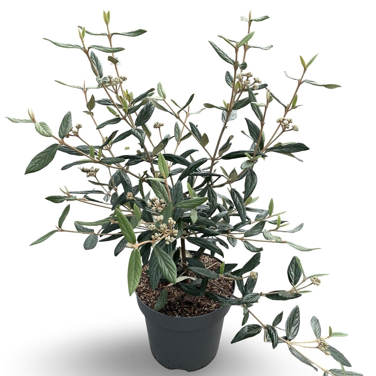 Viburnum 'Pragense', D 31 cm