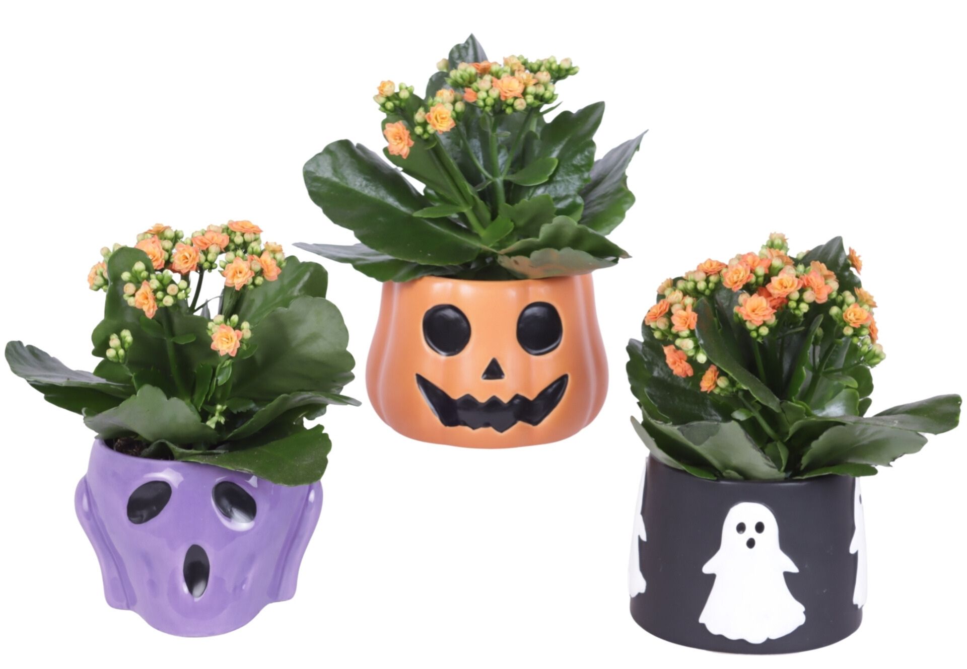 Halloween Arr. Indoor Ceramic Pot Halloween Mix Ø13cm 1PP, D 13 cm Halloween Arr. Indoor Ceramic Pot Halloween Mix Ø13cm 1PP, D 13 cm