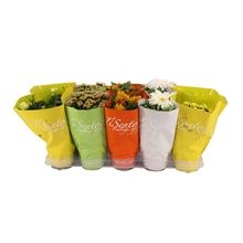 Bloeimix 12 cm | Pasen, D 12